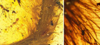 Picture Beautiful Feathered Dinosaur’s Tail Found Preserved in 99-Million-Old Amber Fossil
