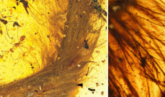 Picture Beautiful Feathered Dinosaur’s Tail Found Preserved in 99-Million-Old Amber Fossil
