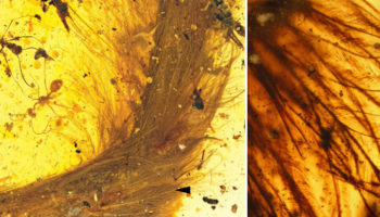 Picture Beautiful Feathered Dinosaur’s Tail Found Preserved in 99-Million-Old Amber Fossil