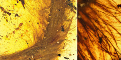 Picture Beautiful Feathered Dinosaur’s Tail Found Preserved in 99-Million-Old Amber Fossil