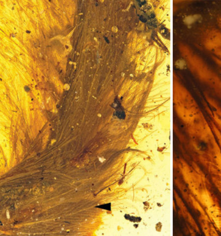 Picture Beautiful Feathered Dinosaur’s Tail Found Preserved in 99-Million-Old Amber Fossil