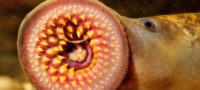 Picture Lamprey, the Parasitic Fish that Feeds by Boring Holes into the Prey’s Flesh and Sucking the Blood