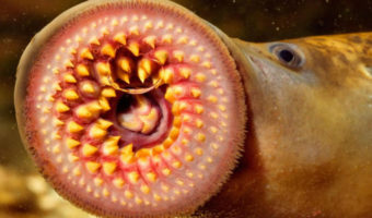Picture Lamprey, the Parasitic Fish that Feeds by Boring Holes into the Prey’s Flesh and Sucking the Blood