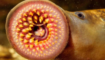 Picture Lamprey, the Parasitic Fish that Feeds by Boring Holes into the Prey’s Flesh and Sucking the Blood