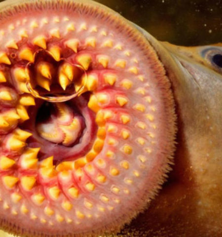 Picture Lamprey, the Parasitic Fish that Feeds by Boring Holes into the Prey’s Flesh and Sucking the Blood
