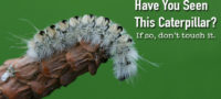 Picture This Fuzzy Little White Haired Caterpillar is As Dangerous As It is Pretty