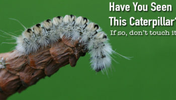 Picture This Fuzzy Little White Haired Caterpillar is As Dangerous As It is Pretty