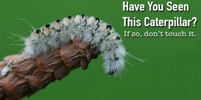 Picture This Fuzzy Little White Haired Caterpillar is As Dangerous As It is Pretty