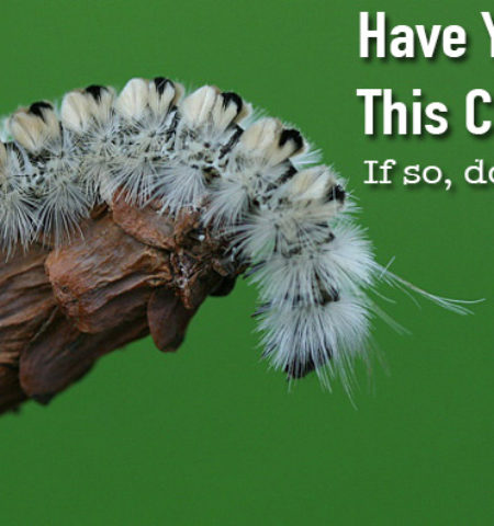Picture This Fuzzy Little White Haired Caterpillar is As Dangerous As It is Pretty