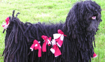 Picture 18 Less-known Dog Breeds That You May Have Never Come Across