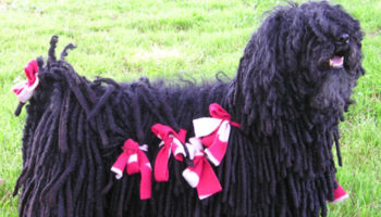 Picture 18 Less-known Dog Breeds That You May Have Never Come Across