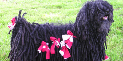 Picture 18 Less-known Dog Breeds That You May Have Never Come Across