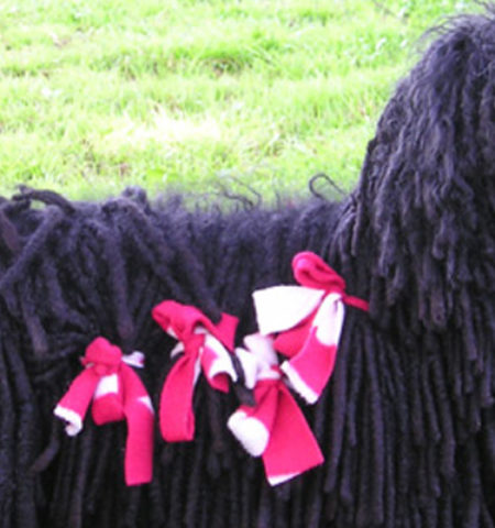 Picture 18 Less-known Dog Breeds That You May Have Never Come Across