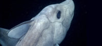 Picture Elusive Deep-Sea “Ghost Shark”, the Species Older Than Dinosaurs Filmed for the First Time
