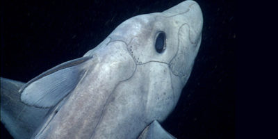Picture Elusive Deep-Sea “Ghost Shark”, the Species Older Than Dinosaurs Filmed for the First Time