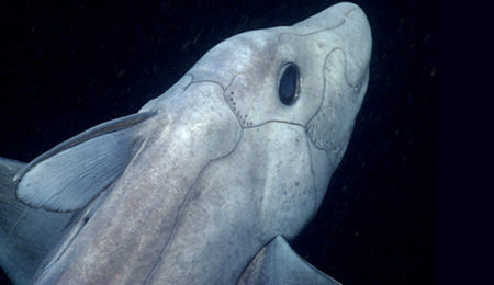 Picture Elusive Deep-Sea “Ghost Shark”, the Species Older Than Dinosaurs Filmed for the First Time
