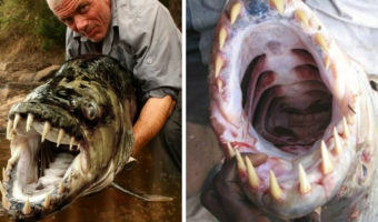 Picture Meet Goliath Tigerfish That Can Reach 5 Feet Long, 70 Kg Weight, and Aren’t Even Afraid of Crocodiles