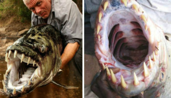 Picture Meet Goliath Tigerfish That Can Reach 5 Feet Long, 70 Kg Weight, and Aren’t Even Afraid of Crocodiles