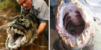 Picture Meet Goliath Tigerfish That Can Reach 5 Feet Long, 70 Kg Weight, and Aren’t Even Afraid of Crocodiles