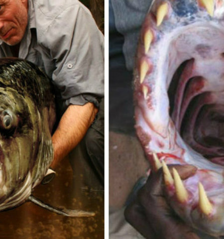 Picture Meet Goliath Tigerfish That Can Reach 5 Feet Long, 70 Kg Weight, and Aren’t Even Afraid of Crocodiles