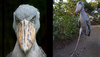 Picture 20 Odd-looking Creatures That Probably You Have Never Seen Before