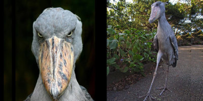 Picture 20 Odd-looking Creatures That Probably You Have Never Seen Before