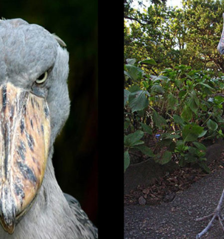 Picture 20 Odd-looking Creatures That Probably You Have Never Seen Before