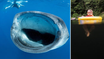 Picture 20 Pictures You Will Find Unsettling If You Have “Thalassophobia”