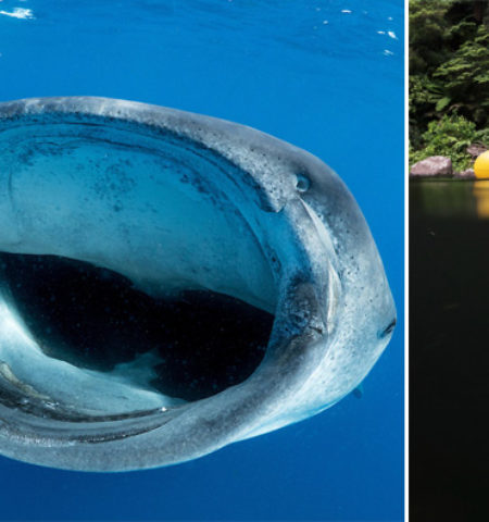 Picture 20 Pictures You Will Find Unsettling If You Have “Thalassophobia”