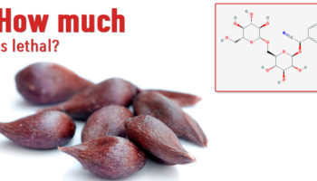 Picture Did you know that apple seeds contain cyanide? but how much is lethal?