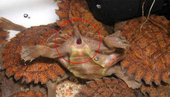 Picture 24 Useless Facts That You Really Don’t Need To Know