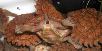 Picture 24 Useless Facts That You Really Don’t Need To Know
