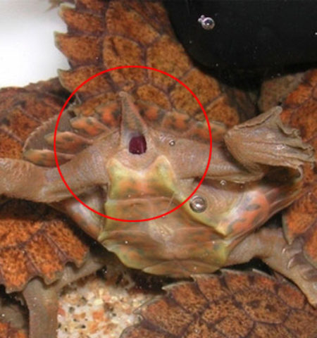 Picture 24 Useless Facts That You Really Don’t Need To Know