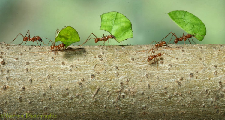 Leaf Cutter Ants Wallpapers Unbelievable Facts Images, Photos, Reviews