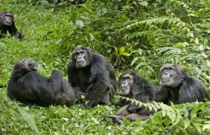 chimpanzee fight