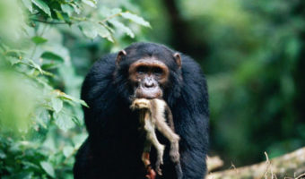 Picture Gombe Chimpanzee War: A Brutal and Violent Conflict Between Two Groups of Chimps that Lasted Four Years