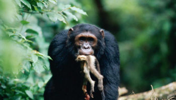 Picture Gombe Chimpanzee War: A Brutal and Violent Conflict Between Two Groups of Chimps that Lasted Four Years