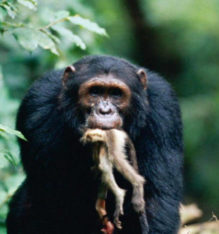 Picture Gombe Chimpanzee War: A Brutal and Violent Conflict Between Two Groups of Chimps that Lasted Four Years