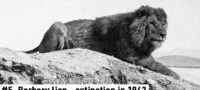Picture 10 Rare Footage And Photographs Of Extinct Animals