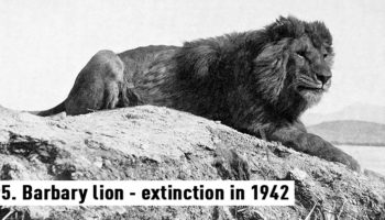Picture 10 Rare Footage And Photographs Of Extinct Animals