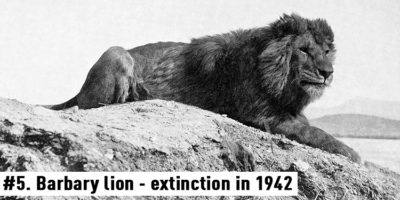 Picture 10 Rare Footage And Photographs Of Extinct Animals