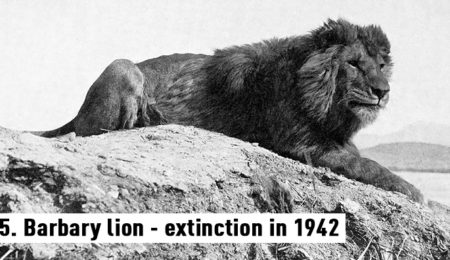 10 Extinct Animals Whose Photograph And Footage Exists