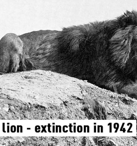 Picture 10 Rare Footage And Photographs Of Extinct Animals