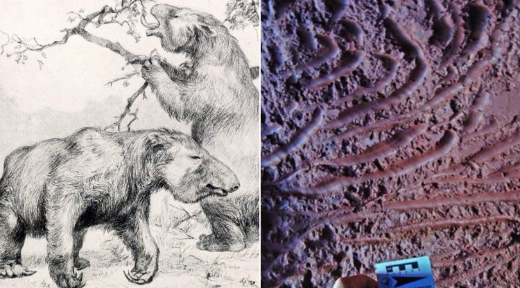 Вымерший гигант 9 букв сканворд. Долина гигантов звери. Гигантские ленивцы туннели. Дата вымирания гигантских Фосс. Чапаламалания(chapamalamslania)-вымерший гигантский енот.