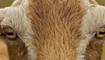 Picture 10 Random Fun Facts to Kill Your Boredom – Part 4