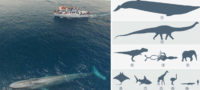 Picture 10 Colossal Facts About Blue Whales