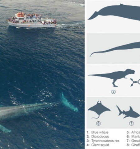 Picture 10 Colossal Facts About Blue Whales