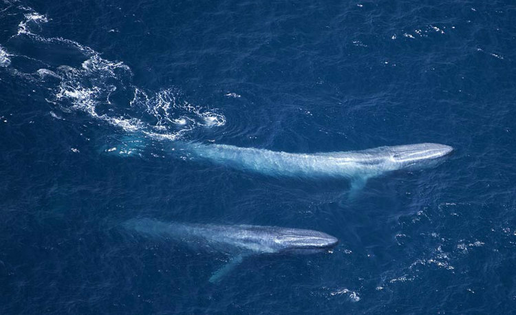 Mother and Calf Blue Whales
