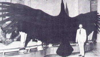 Picture 10 Prehistoric Birds That Are Thankfully Extinct