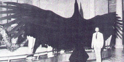 Picture 10 Prehistoric Birds That Are Thankfully Extinct